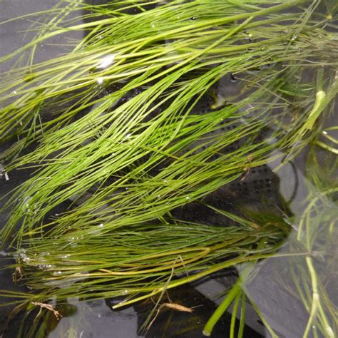 Oxygenating Pond Plants, Water Plants For Ponds In The UK