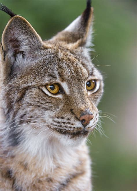 Nice young female lynx | Nice portrait of a calm young lynx … | Flickr