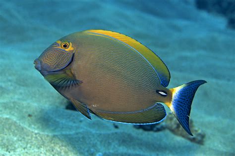 Holomua Marine Initiative | Surgeonfish