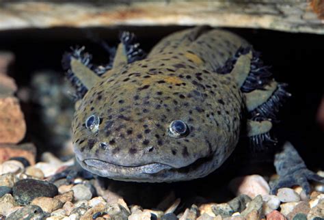 Can Axolotls Eat Nightcrawlers? Discover The Untold Facts - Vet Advises