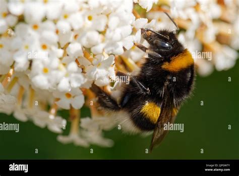 pollination, bumble-bee, pollinations, bumble-bees Stock Photo - Alamy