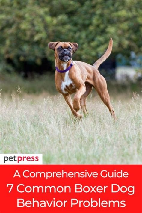 A Comprehensive Guide: 7 Common Boxer Dog Behavior Problems