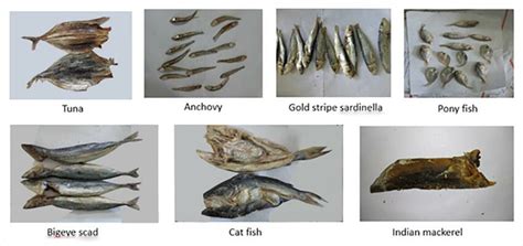 Dried fish types used in this study. | Download Scientific Diagram