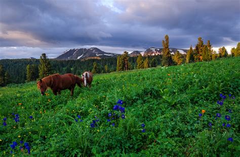 #847506 Altai Mountains, Russia, Siberia, Mountains, Horses, Grasslands ...