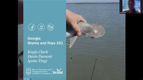 Sharks and Rays 101 - YouTube