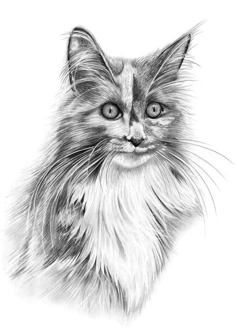 Pencil Drawing of Maine Coon Cat | Pencil Sketch Portraits