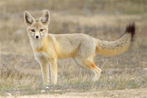 Kit Fox (Utah Mammals) · iNaturalist.org