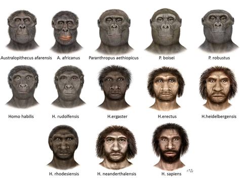 Ταξίδια του νου...: Η εξέλιξη του ανθρώπινου είδους... Από τον Australopithecus afarensis στον ...