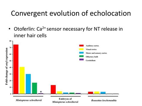 Echolocation. - ppt download