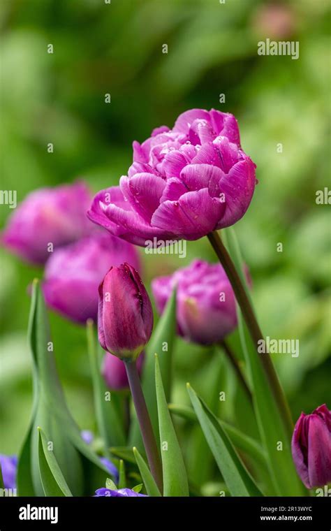 Tulip Blue Diamond Stock Photo - Alamy