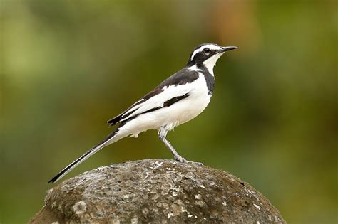 Wallpaper : African, pied, wagtail, motacilla, aguimp, cape, coast, ghana, west, Africa, wild ...