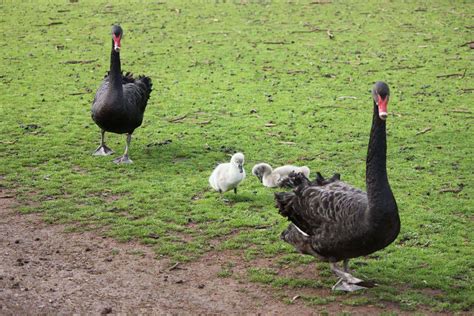 Phillip Island Wildlife Park - Animal Zoo Opening Hours & Ticket Prices