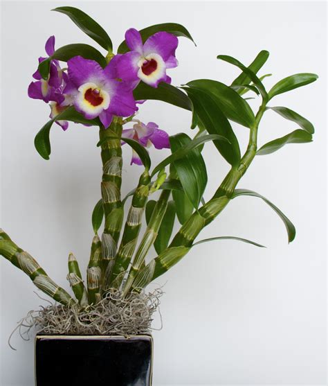 How to Select a Good Orchid – My Chicago Botanic Garden