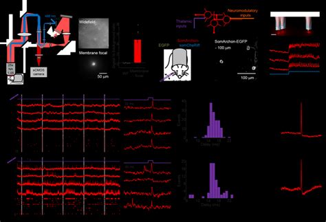 All-optical electrophysiology in L1 neurons in vivo. (A) Optical system ...