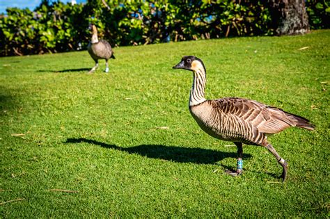 40 Fascinating Facts About the Hawaiian Goose (a.k.a. Nene Goose)