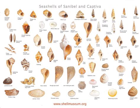 We love sea shells! Here is a diagram of many different types of shells ...