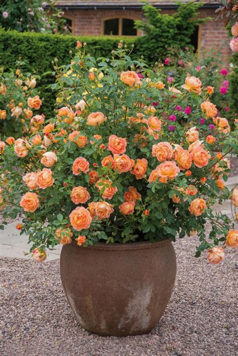 Rose Care Advice & Inspiration | Container roses, Container gardening, Beautiful gardens