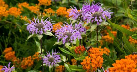 Purple Wildflowers In Montana | Best Flower Site