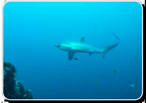 Thresher Shark Attack