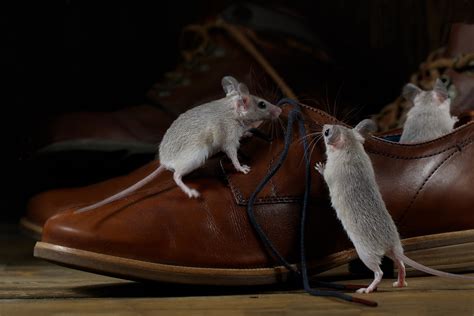 Mouse in the House? How to Handle Mice Infestations - Drive-Bye Pest Exterminators