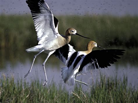 File:American Avocet 2.jpg - Wikimedia Commons