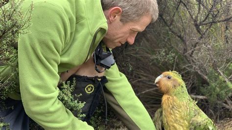 Rare kakapo parrots have best breeding season on record - BBC News