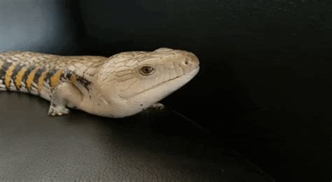 Blue Tongue Skink Lizard GIF by GIPHY Engineer #3422 - Find & Share on GIPHY