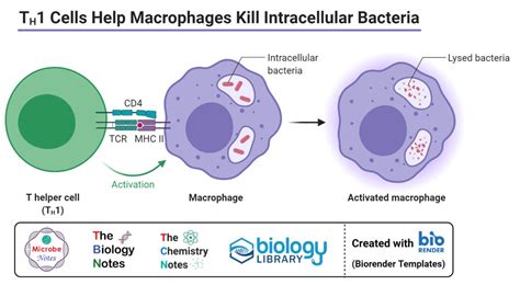 Macrophages: Structure, Immunity, Types, Functions