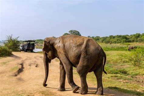 Udawalawe Safari Tour from Tangalle, Rekawa, Kalametiya