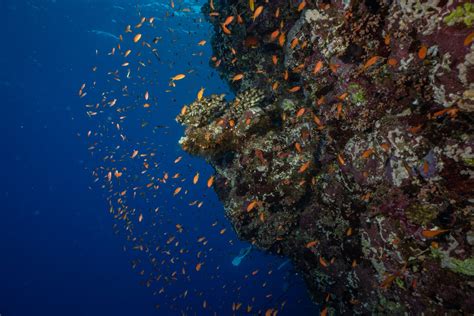 Orange Fish Swimming around a Rock Underwater · Free Stock Photo