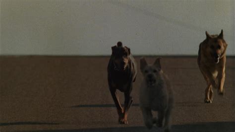 Dogs (1976) | MUBI