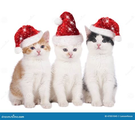 Three Cute Christmas Cats With Hats Stock Photo - Image: 47051045