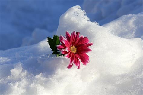 Snowy Flower Wallpapers - Wallpaper Cave