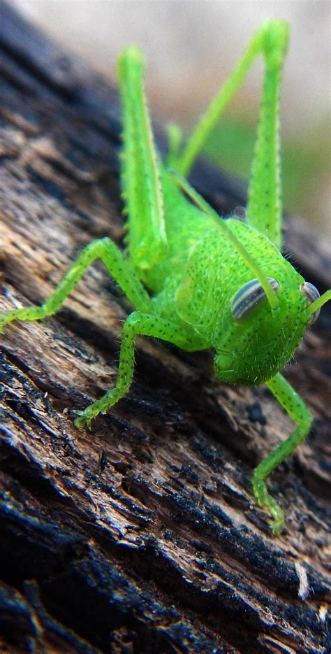 A green grasshopper - About Wild Animals