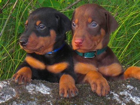 Doberman Pinscher puppies photo and wallpaper. Beautiful Doberman ...