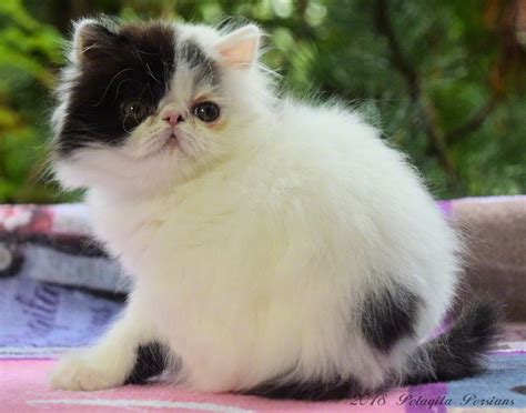 Persian Cat Care & Eye Cleaning ~ Pelaqita Persians