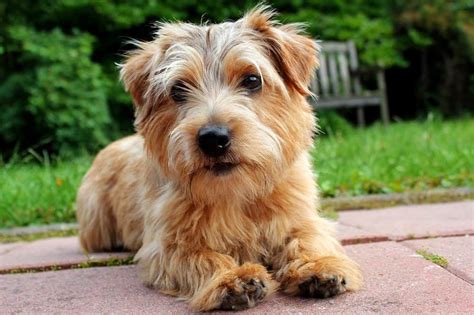 Norfolk Terrier - A-Z Animals