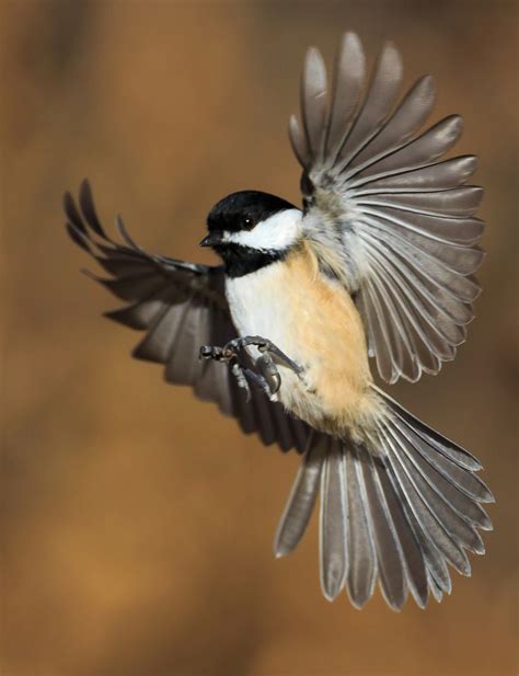 ddee9d61162e87cd7800c08de94fdbad.jpg (786×1024) | Birds flying ...