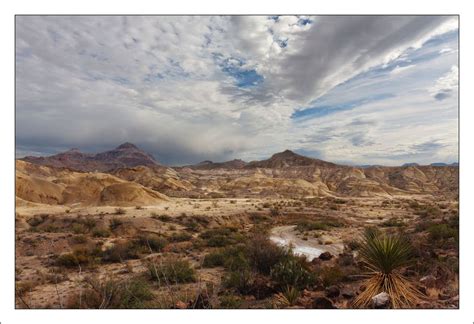 Texas Chihuahuan Desert Animals - Pets Lovers