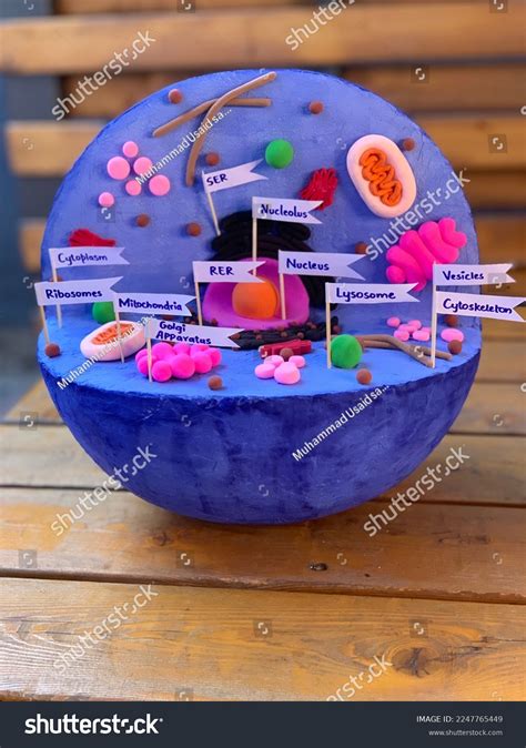 3d Animal Cell Model Which Contain Stock Photo 2247765449 | Shutterstock