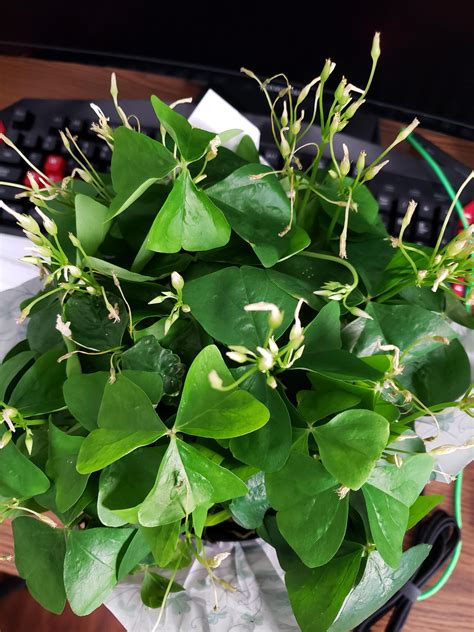 Any Tips for Oxalis care? : r/gardening