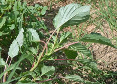 Palmer's Amaranth: Pictures, Flowers, Leaves & Identification | Amaranthus palmeri