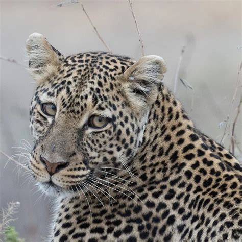 African Leopard - Facts, Diet, Habitat & Pictures on Animalia.bio