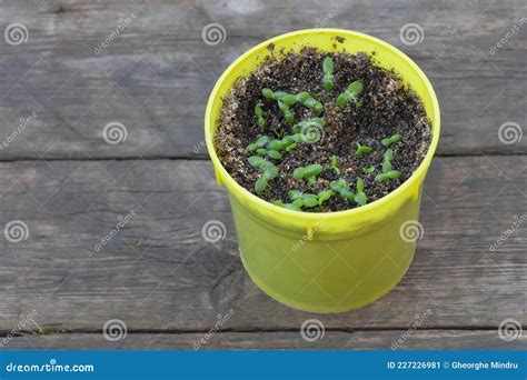 Dragon Fruit Seedlings in a Yellow Pot - Young Plants Just Germinated - Concept for Care Stock ...