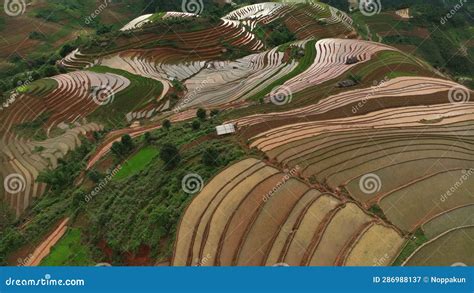 Aerial Top View Flying Over Terraced Rice Fields, Mu Cang Chai, Yen Bai, Vietnam Stock Video ...