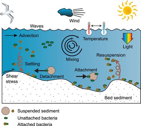 Evaluating the role of sediment‐bacteria interactions on Escherichia coli concentrations at ...