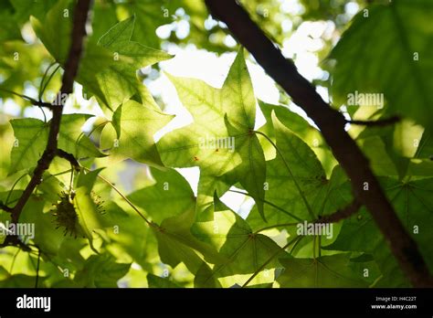 Shantung maple, Acer truncatum, leaves, back light Stock Photo - Alamy