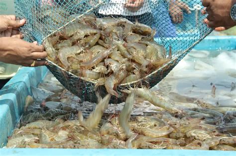 Masa Panen Udang Vaname: Perhatikan 4 Hal Ini, Untung Berlipat ...