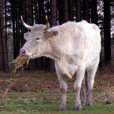 File:Cow eating straw new forest.jpg - Wikimedia Commons