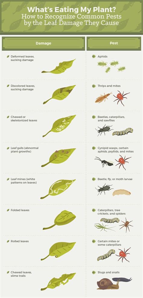 Everything You Need To Know About Getting Rid Of Common Garden Pests ...